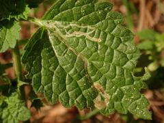 Amauromyza morionella