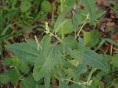 Atriplex oblongifolia