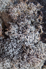 Sphaerophorus fragilis