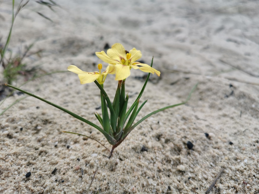 Moraea maximiliani