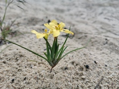 Moraea maximiliani