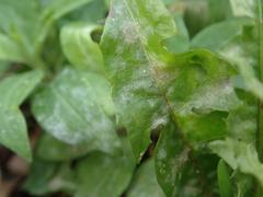 Podosphaera erigerontis-canadensis