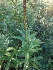 Veronicastrum sibiricum