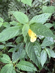 Impatiens tayemonii