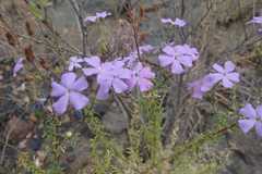 Jamesbrittenia macrantha