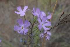 Jamesbrittenia macrantha