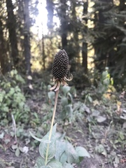 Rudbeckia occidentalis
