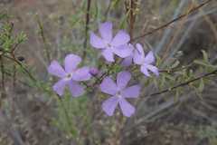 Jamesbrittenia macrantha