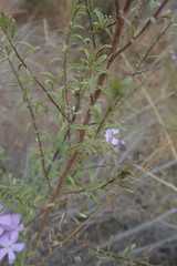 Jamesbrittenia macrantha