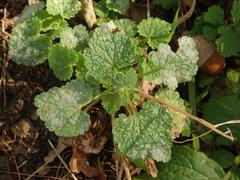 Neoerysiphe galeopsidis
