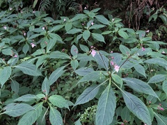 Impatiens devolii
