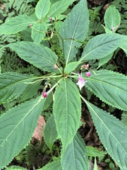 Impatiens devolii