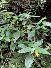 Impatiens tayemonii