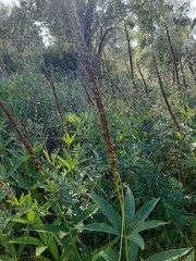Veronicastrum sibiricum