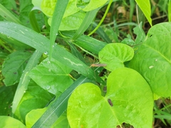 Insecta