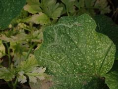 Phytomyza lappae