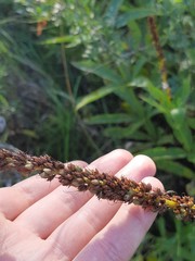 Veronicastrum sibiricum