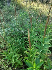 Veronicastrum sibiricum