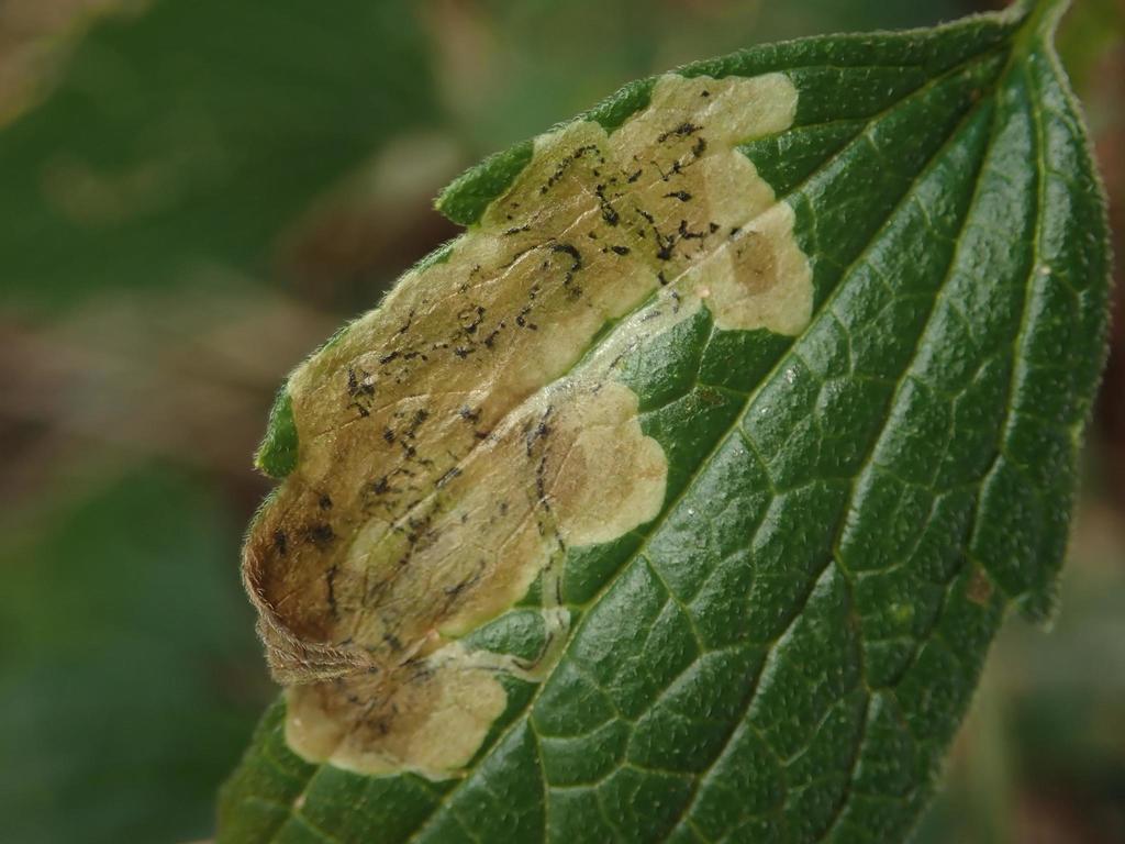 Amauromyza leonuri
