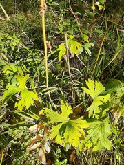 Delphinium crassifolium