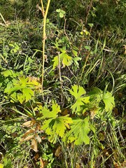 Delphinium crassifolium