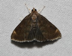 Pyrausta niveicilialis