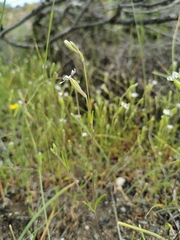 Silene undulata