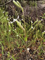 Silene undulata