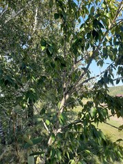 Populus laurifolia