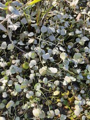 Halerpestes sarmentosa