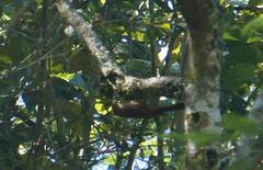 Lepidocolaptes affinis