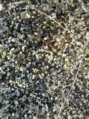 Halerpestes sarmentosa