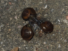 Macrochlamys nitidissima