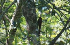 Lepidocolaptes affinis