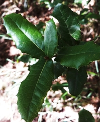 Quercus spinosa