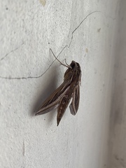 Hippotion celerio