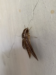 Hippotion celerio