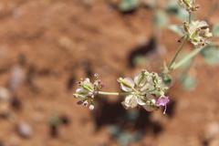 Acleisanthes chenopodioides