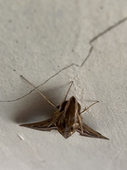 Hippotion celerio