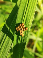 Insecta