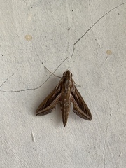 Hippotion celerio