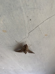 Hippotion celerio