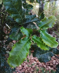 Quercus spinosa