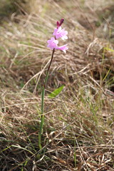 Watsonia mtamvunae