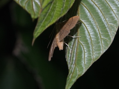Coptobasis