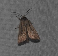 Leucania oaxacana