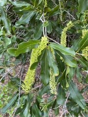 Macadamia integrifolia