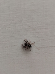 Hasarius adansoni