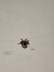 Hasarius adansoni