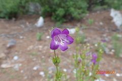 Penstemon campanulatus